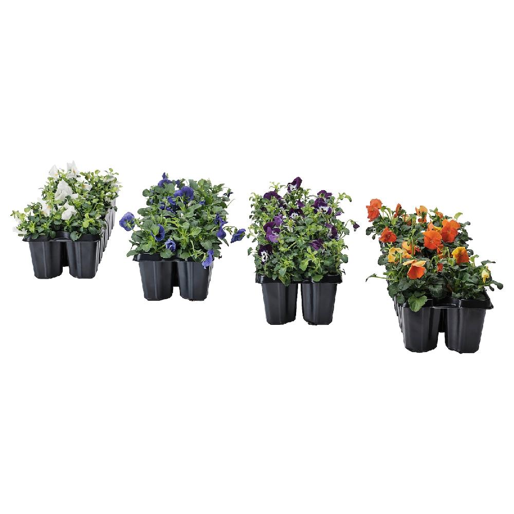 IKEA VIOLA CORNUTA Pianta da vaso viola del pensiero colori vari 10 cm