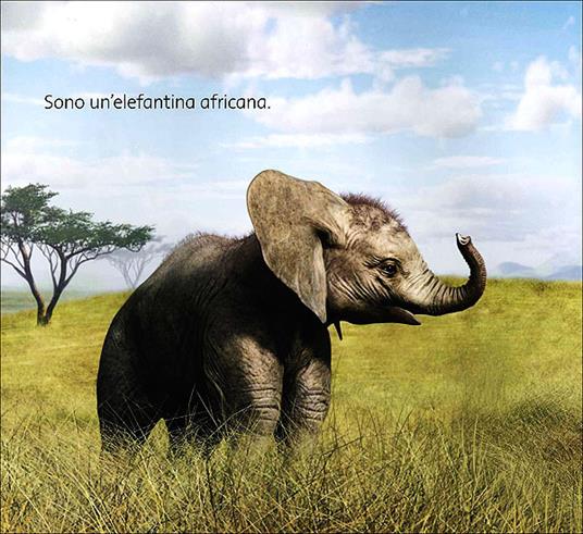 LaFeltrinelli Elefante