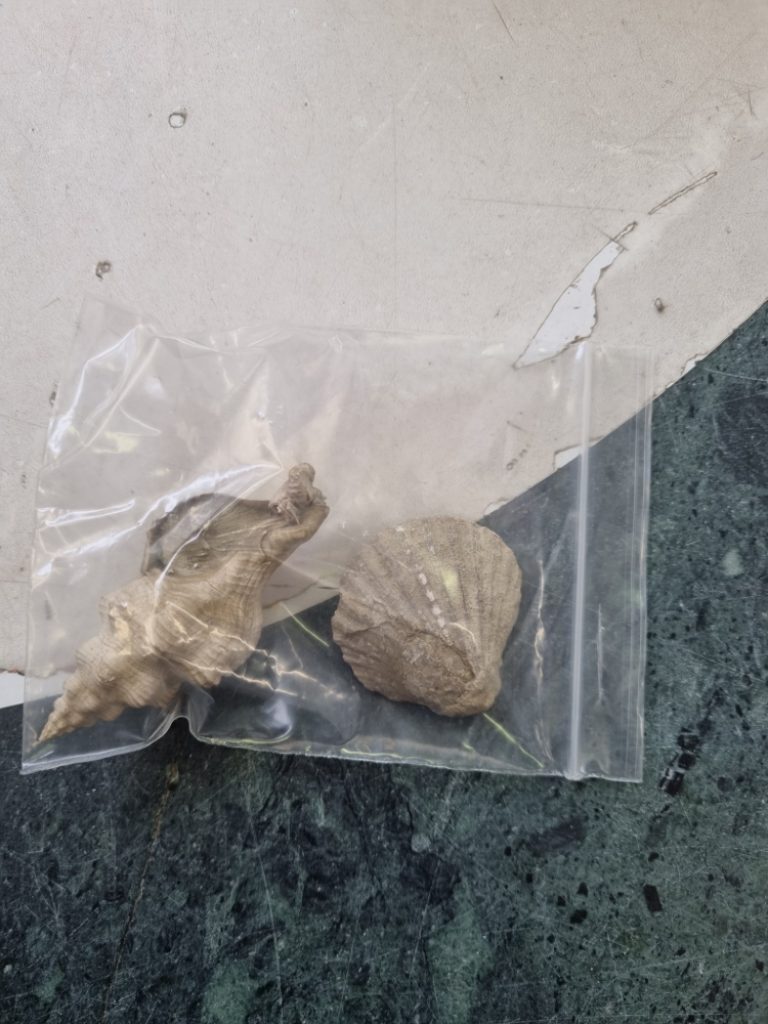 Mercatopoli 2 Conchiglie