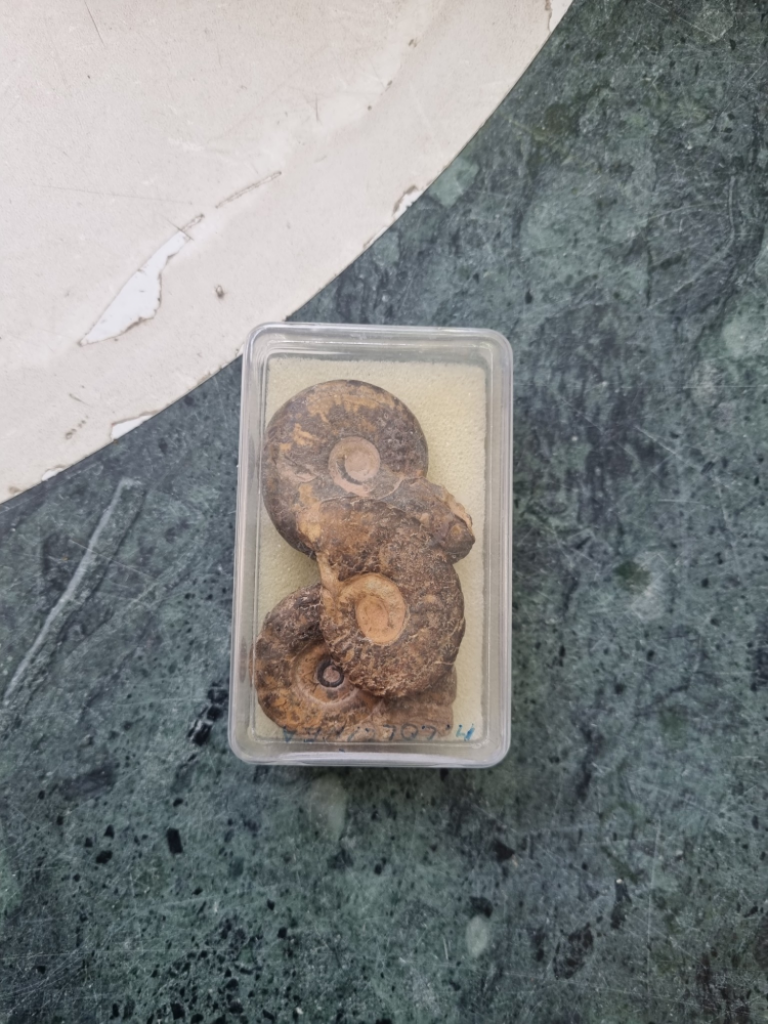 Mercatopoli 3 Fossili Di Ammonite