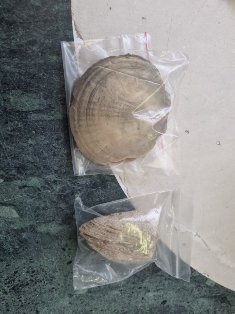 Mercatopoli Fossile Di Conchiglia