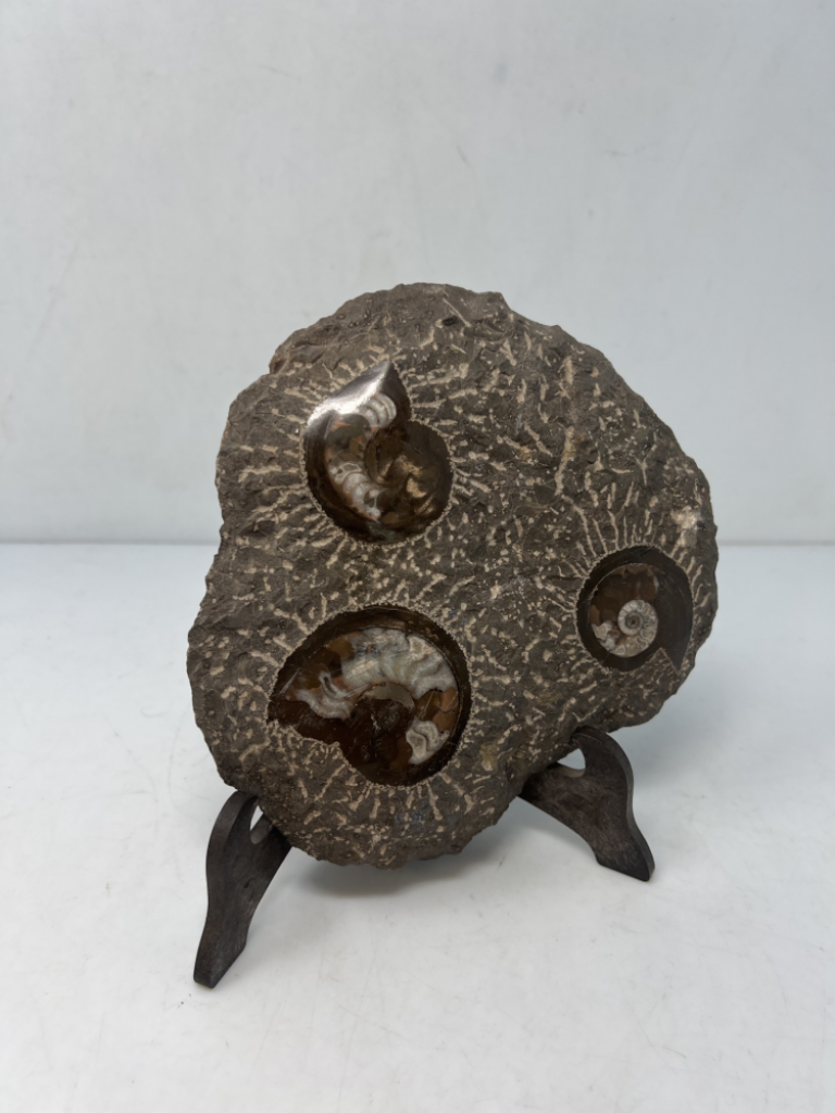 Mercatopoli Fossili Ammoniti 19x22 1.4 Kg