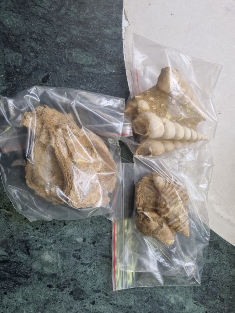 Mercatopoli Pietra Fossile Con Conchiglie